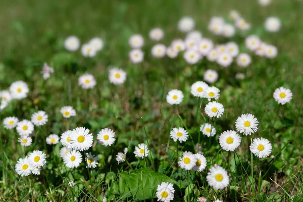 Fleurs Marguerite Blanche Dans Herbe Verte Fond Flou — Photo