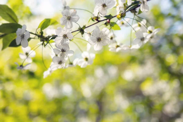 Pozadí Větví Jabloně Bílými Květy Jaře — Stock fotografie
