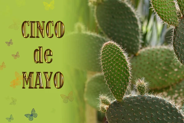 Banner För Firandet Cinco Mayo Blommande Taggig Päron Kaktus Med — Stockfoto