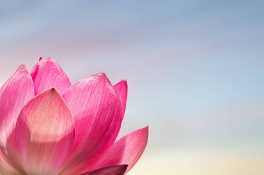 Mavi ve pembe gökyüzünün bulanık arka planında pembe nilüfer çiçeği. Tasarımınız için alanı kopyalayın. Mutlu Vesak Günleri ya da Buda Purnima Geçmişi.