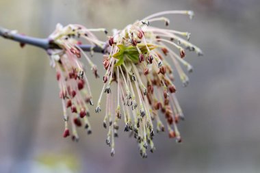 Ağaç dalındaki taze bir yaprağın yakın çekimi. Doğanın uyanışı kavramı, bahar ekme mevsimi. Tasarımınız için alanı kopyalayın