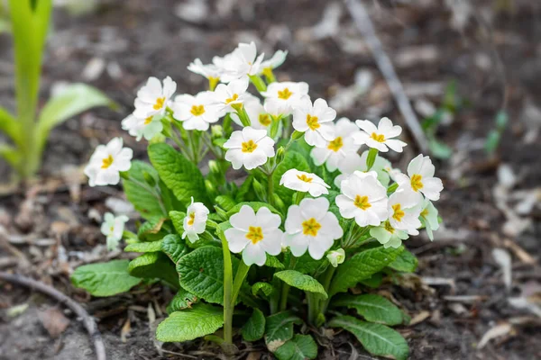 Bahar bahçesinde daimi çuha çiçeği ya da primula. Bahar çiçekleri, primula polyanthus, ilkbahar ormanlarında beyaz çuha çiçekleri. Bahçedeki çuha çiçeğinin güzel renkleri. Doğa arkaplanı