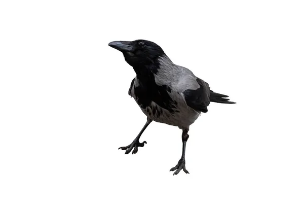 Einzelne Graue Krähe Nahaufnahme Isoliert Auf Weißem Hintergrund — Stockfoto