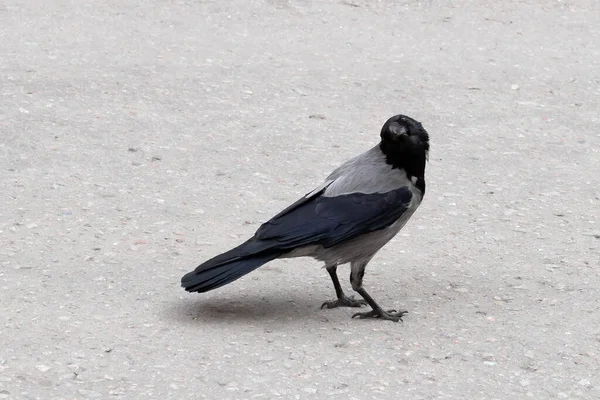 Einzelne Graue Krähe Nahaufnahme Isoliert Auf Grauem Hintergrund — Stockfoto