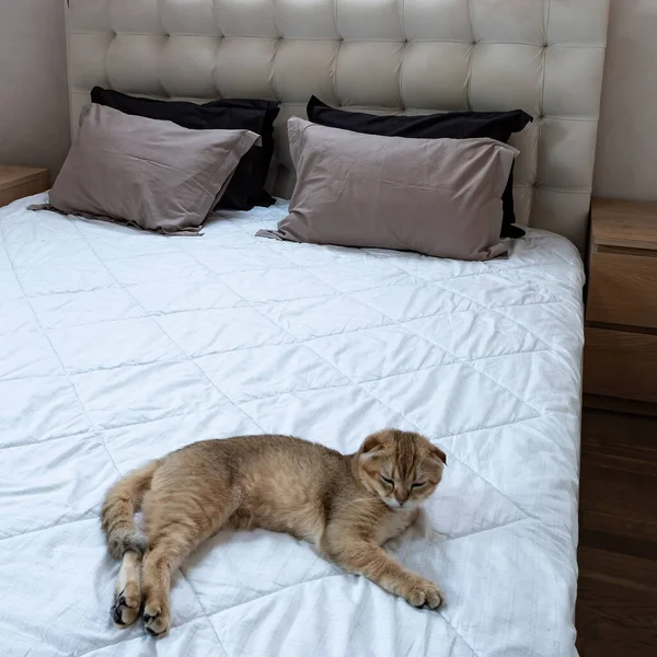 Double bed with a white sheet. On the bed are brown soft pillows and a cute beige cat.