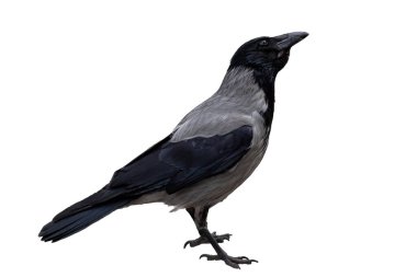single gray crow close-up, isolated on a white background clipart