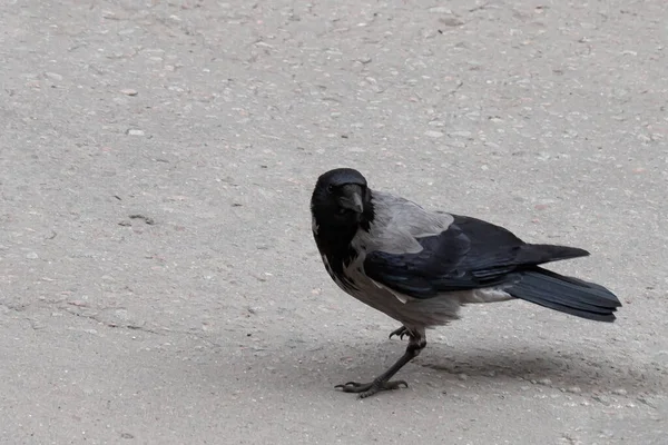 Enkele Grijze Kraai Close Geïsoleerd Een Grijze Achtergrond — Stockfoto