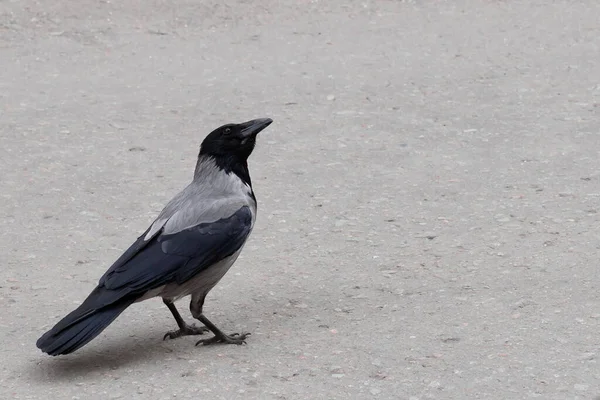 Einzelne Graue Krähe Nahaufnahme Isoliert Auf Grauem Hintergrund — Stockfoto