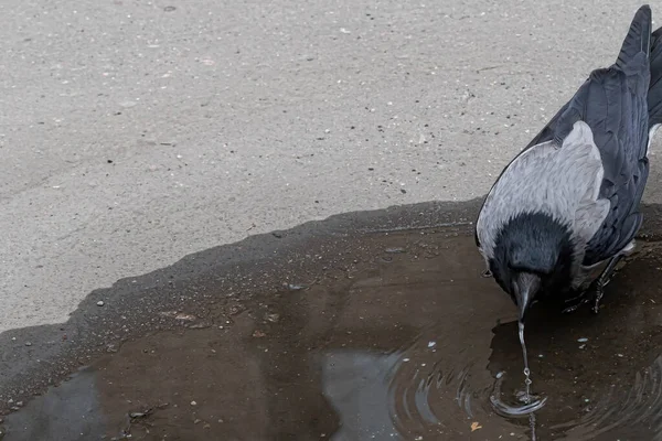 Solo Cuervo Gris Primer Plano Aislado Sobre Fondo Gris —  Fotos de Stock