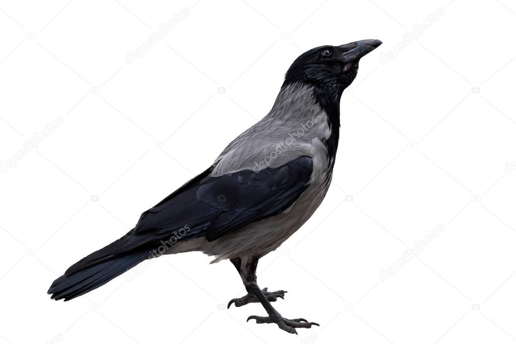single gray crow close-up, isolated on a white background