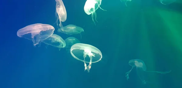 Fénykép Egy Medúza Úszó Akváriumban Kék Fény — Stock Fotó