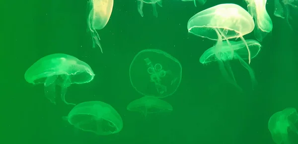 Foto Una Medusa Flotando Acuario Luz Verde — Foto de Stock