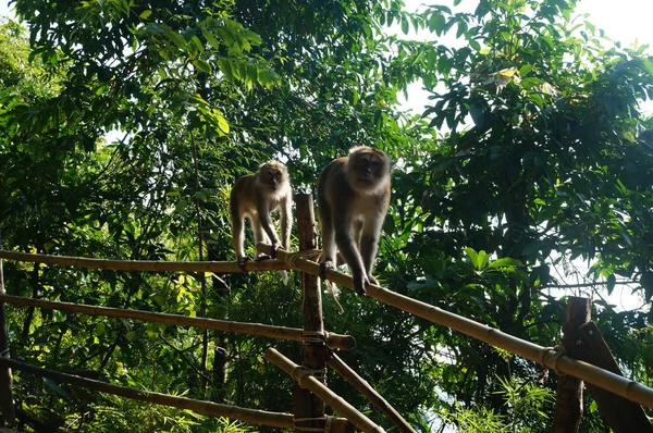 Dois Macacos Andar Num Pau Numa Floresta Verde Fundo Tropical — Fotografia de Stock