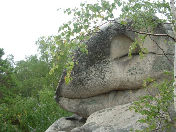 Ein Stein Form Eines Schlafenden Dinosaurierkopfes Natürlicher Hintergrund — Stockfoto