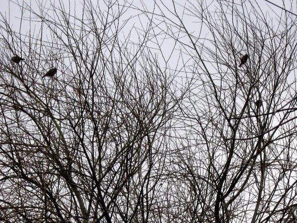 Силуэты Деревьев Птиц Сидящих Фоне Весеннего Неба Естественный Фон — стоковое фото