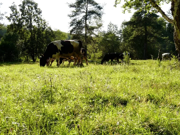Foto Einer Rinderherde Die Auf Einer Weide Weidet Hintergrund Der — Stockfoto
