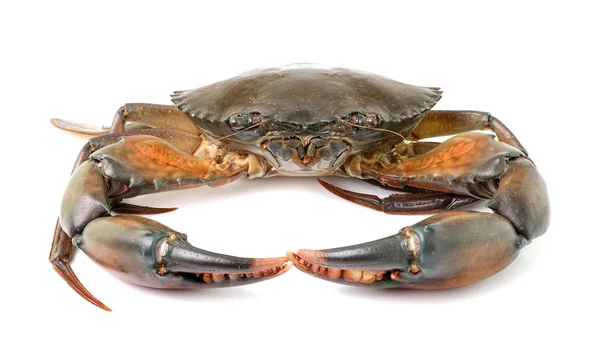 Sea crab isolated on white background — Stock Photo, Image