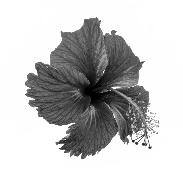 Flor preta e branca — Fotografia de Stock