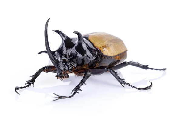 Großer Gehörnter Käfer auf weißem Hintergrund — Stockfoto