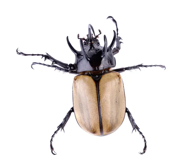 Großer Gehörnter Käfer auf weißem Hintergrund — Stockfoto