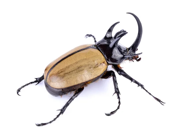 Big horned beetle on white background — Stock Photo, Image