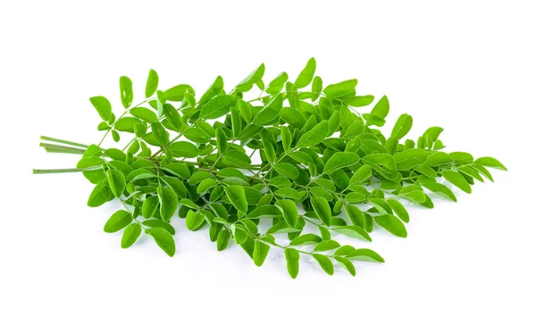 Moringa leaves on white background — Stock Photo, Image