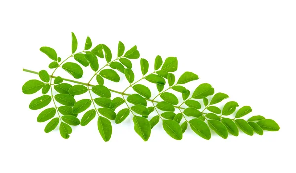 Moringa φύλλα σε άσπρο φόντο — Φωτογραφία Αρχείου