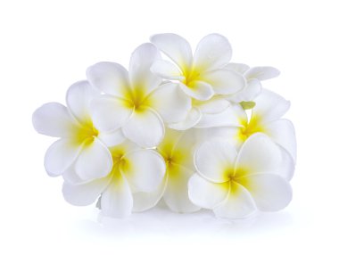 Beyaz arkaplanda izole Frangipani çiçeği