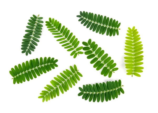 Tamarind leaves on white background — Stock Photo, Image