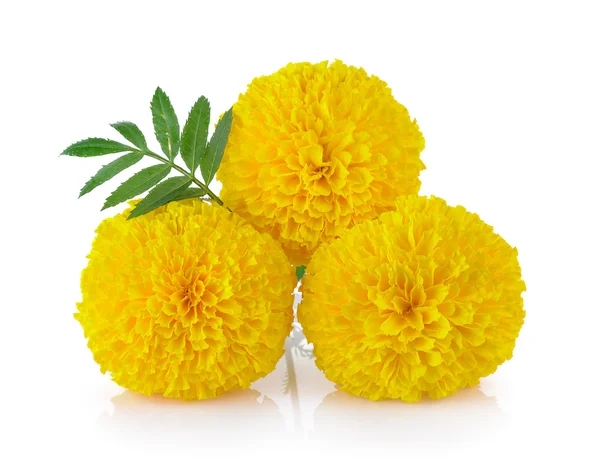 Marigold flower on white background — Stock Photo, Image