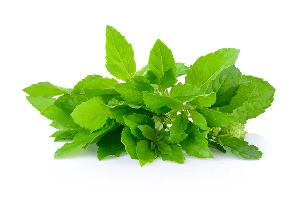 Holy basil on white background — Stock Photo, Image