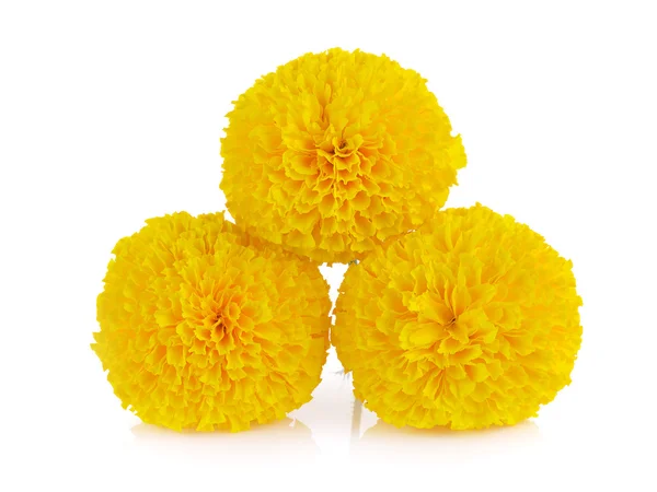 Marigold flower on white background — Stock Photo, Image