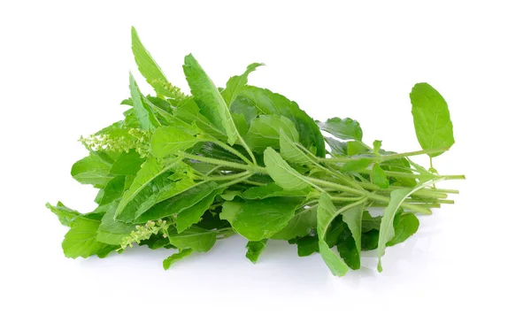 Holy basil on white background — Stock Photo, Image