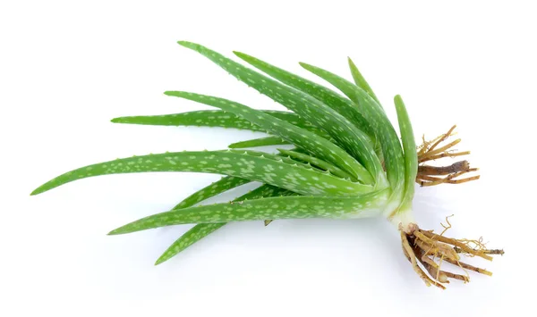 Aloe Vera su sfondo bianco — Foto Stock