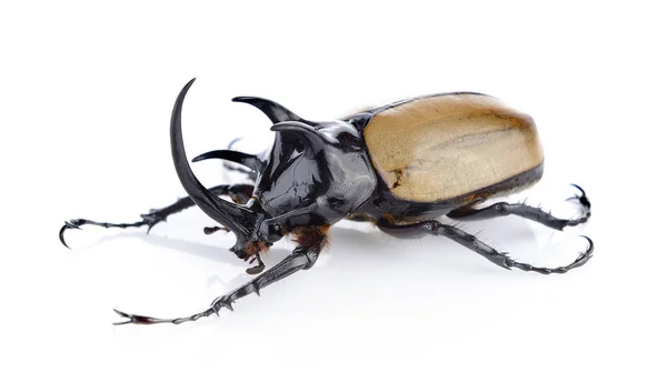 Gros scarabée cornu sur fond blanc — Photo