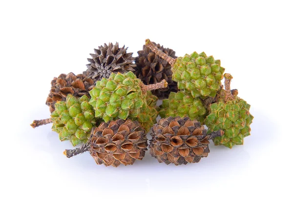 Pinecone geïsoleerd op witte achtergrond — Stockfoto