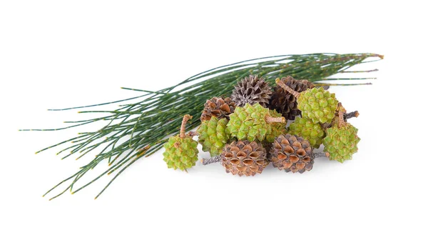 Pinecone izolované na bílém pozadí — Stock fotografie