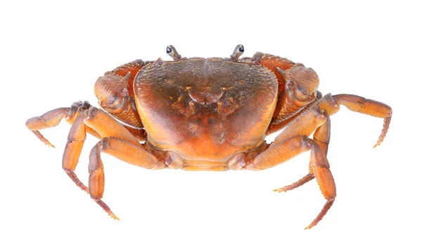 Crab on white background — Stock Photo, Image