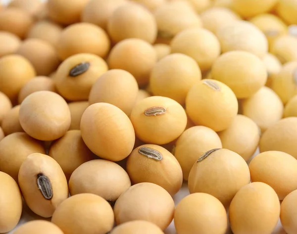 Soya fasulyesi closeup — Stok fotoğraf