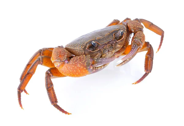 Crab on white background — Stock Photo, Image