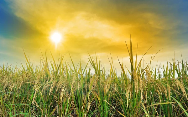 Campo de arroz e céu sol — Fotografia de Stock