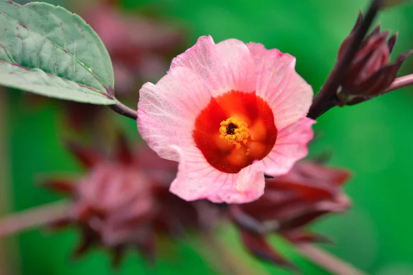 Blüte von Hibiskus sabdariffa oder Roselle — Stockfoto