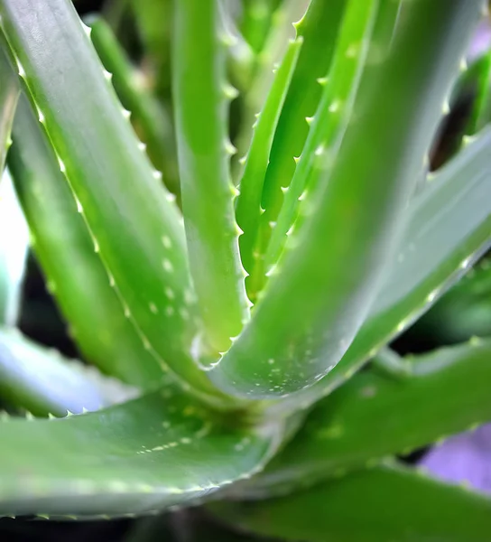 Aloe Vera bitki, açık kap — Stok fotoğraf