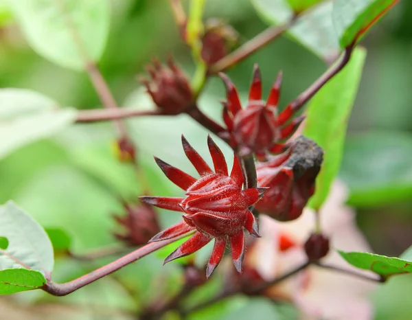 ハイビスカスの栽培やローゼル果物の花 — ストック写真
