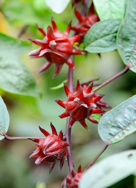 Hibiscus sabdariffa o flor de frutos rosados — Foto de Stock