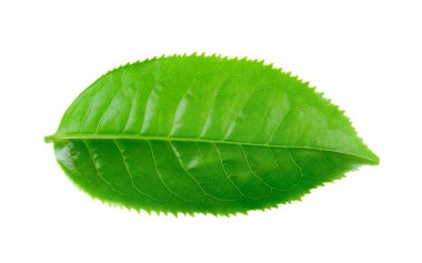 Beyaz arkaplanda yeşil çay yaprağı izole