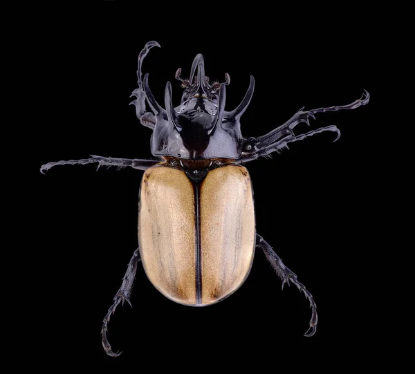 Big horned beetle on black background — Stock Photo, Image