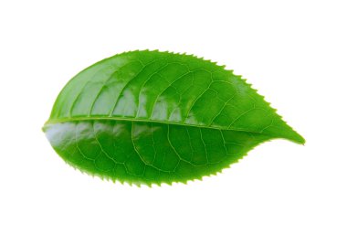 Beyaz arkaplanda yeşil çay yaprağı izole