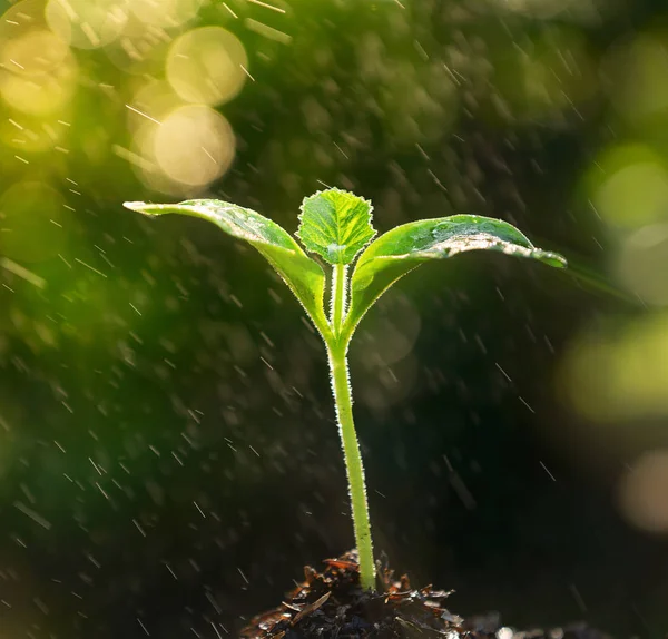 Im Morgenlicht aus der Erde sprießen — Stockfoto