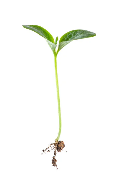 Young sprout on white background — Stock Photo, Image